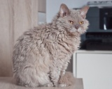 cелкирк-рекс кошка